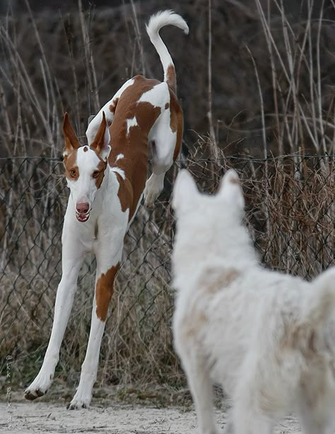 Ibizan Hound Aesthetic, Animals Posing, Dog Reference, Animal Poses, Ibizan Hound, Dog Poses, Animal Anatomy, Animal Reference, Pretty Dogs