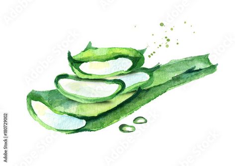 Stock Image: Aloe vera illustration. Watercolor hand drawn composition Aloe Vera Illustration, Aloa Vera, Floral Henna, Floral Henna Designs, Illustration Watercolor, Water Colour, Henna Designs, All Print, Adobe Stock