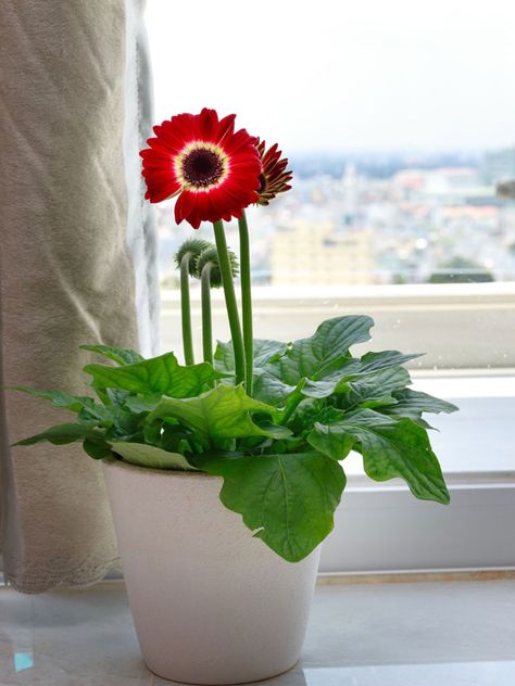 Gerbera Daisy Care, Gerbera Plant, Dracaena Plant, Winter Care, Gerber Daisy, Gerbera Daisies, Overwintering, Gerber Daisies, Inside Plants