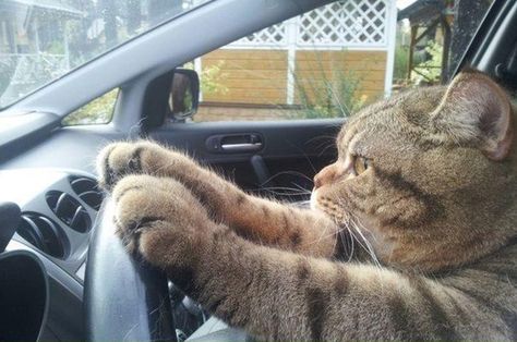 Driving Humor, Spoiled Cats, Car Cat, Silly Cats Pictures, Cat Tags, Weird Cars, Cute Animals Images, Silly Animals, Dog Car