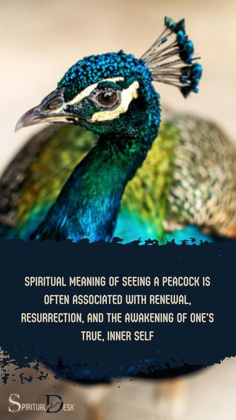 he spiritual meaning of seeing a peacock is often associated with renewal, resurrection, and the awakening of one’s true, inner self. As a symbol of purity, beauty, and spiritual elevation, the peacock signifies a deep connection to the divine and the potential for personal growth and transformation. #beautygram #transformation #growth #potential Peacock Spiritual Meaning, Peacock Meaning, Spiritual Elevation, Totem Animals, Animal Spirit, Spiritual Transformation, Divine Grace, Animal Totem, The Awakening