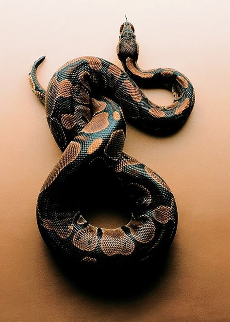 Snake Photos, Cool Snakes, Cute Snake, Cute Reptiles, Snake Art, Beautiful Snakes, Reptile Snakes, Pet Snake, Ball Python