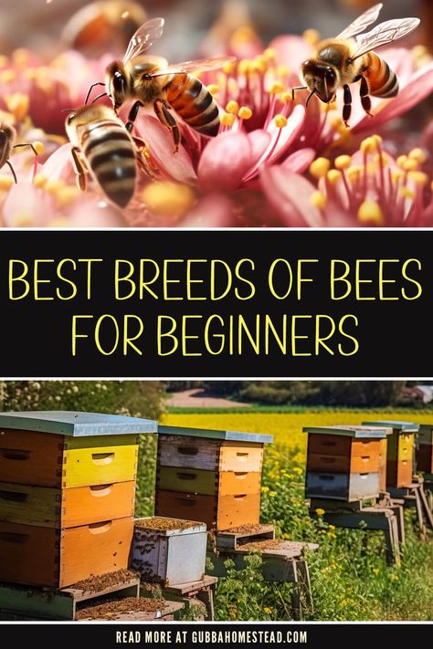 bee hives for beginners How To Start A Bee Hive, Raising Bees For Beginners, Bee Keeping For Beginners, Idgie Threadgoode, Types Of Honey Bees, Beginner Beekeeping, Mini Homestead, How To Start Beekeeping, Honey Bee Farming