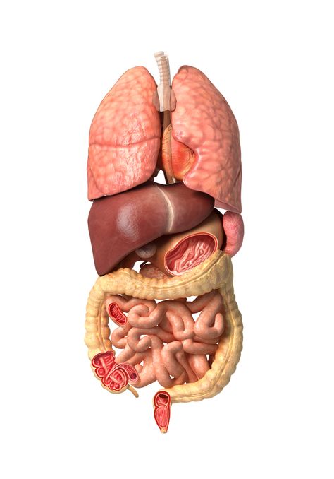 Body Organs Diagram, Human Anatomy Picture, Human Body Diagram, Anatomy Organs, Human Digestive System, Sistem Pencernaan, Human Body Organs, Body Diagram, مشروعات العلوم