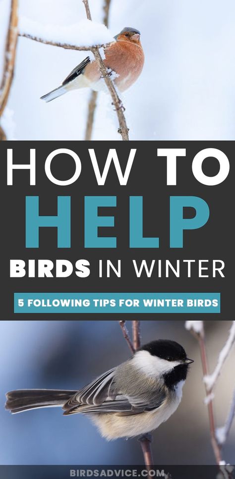 Winter Wild Bird Shelter, Winter Bird Shelter, Winter Bird Houses Diy, Bird Shelters For Winter Diy, Winter Shelter For Birds, Bird Shelters For Winter, Nesting Boxes For Birds, Winter Bird Feeders Diy, Food For Winter