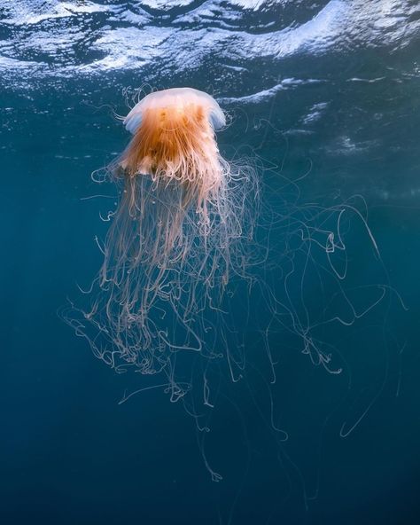 Time for Australian Geographic Your Shot! 🌼 Check out our weekly selection showcasing some of our favourite photographs taken around Australia 🧡 Which do you like best? Photographs by: 1. @wildportraits_australia 2. @nesrs_lens 3. @thingsinthebush 4. @amyunderwater 5. @tropicalcol 6. @scottjonphotography Are you an Australian photographer? Tag #ausgeo for an opportunity to have your shots featured! Australian Photographers, Instagram Time, August 11, Sea Life, The Selection, Australia, Photographer, Quick Saves, Instagram