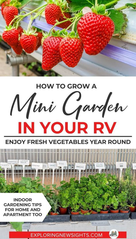 Gardening indoors is totally doable even if you are living in an RV Travel Trailer or Fifth Wheel. Having Fresh Vegetables and herbs to eat and cook with while staying mobile is attainable. Checkout these tips and tricks on how to grow a mini garden inside, plus the best vegetables and herbs to start. #rvliving #rvtips #gardenhacks #indoorgarden Rv Garden Ideas, Camper Garden Ideas, Skoolie Garden, Rv Gardening Ideas, Camper Plants, Rv Plants, Micro Gardening, Rv Garden, Indoor Mini Garden