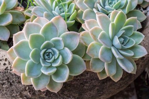 46 Types of Echeveria Plants: How to Grow and Care for Beginners | Florgeous Echeveria Succulent, Pink Leaves, Succulent Plants, Blue Leaves, Succulent Plant, Green And Pink, Cacti And Succulents, Pastel Green, Vibrant Orange