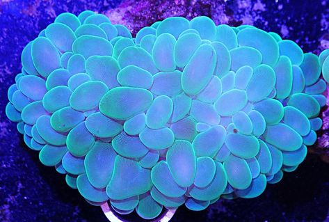 Bubble Coral (Plerogyra sinuosa) Coral Reef Aesthetic, Sea Furniture, Alien Ocean, Underwater Dance, Bubble Coral, Coral Reef Photography, Sea Corals, Sea Magic, Saltwater Aquarium Fish