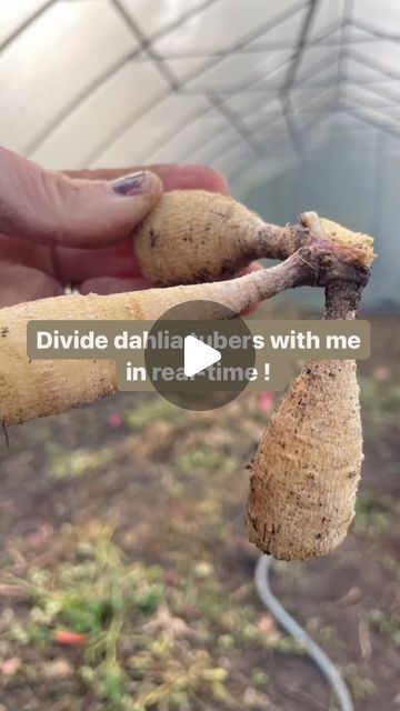 Kim | Busy Bee Farm & Florals on Instagram: "Here is part 1 of a real-time dahlia tuber divide. I will try to post some more videos in real-time as this is a request I get often and it seems there is a lot of interest. I know watching videos of others dividing their dahlias is what gave me the confidence to try it myself. I hope this is helpful to even one person! If you’re curious why I snip the root end off of our tubers, the dahlias don’t need this to grow the following season and it is an opportunity for me to check for rot. Also, I have thousands of tubers to store, so anything I can do to save space really helps 💞 #dahlia #dahliagrower #dahliatips #dahliastorage #dahliatubers #dahliagarden #beginnergardener" Dahlia Landscaping Ideas, How To Divide Dahlia Tubers, Dahlia Storage, Dahlia Planting, Hawaii Garden, Dalia Flower, Dahlia Flower Garden, How To Grow Dahlias, Dahlia Care