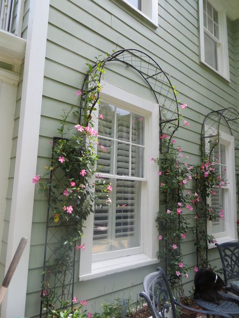 Mandevilla climbing over window trellises on patio.  Of course the cat adds textural interest.  June 2013 Mandevilla Vine On Fence, Trellis Around Window, Over Window Trellis, Wire Trellis Diy, Window Trellis, Window Trellises, Trellis Diy, Gardening Design Diy, Building A Trellis