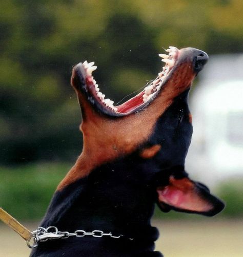 Ahhhhhh #Dobie. Now that's funny.... Doberman Puppies, Dog Faces, Pretty Flacko, Pinscher Dog, Doberman Pinscher Dog, Scary Dogs, Psy I Szczenięta, Doberman Puppy, Doberman Dogs