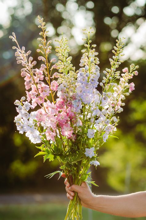 English Garden Wedding Flowers, Larkspur Flower, Garden Wedding Flowers, Delphinium Flowers, Flower Identification, Spring Garden Flowers, Flower Guide, Cut Flower Garden, Nothing But Flowers