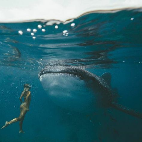 This Couple Makes Up To $9000 Per Instagram Photo While Traveling, And Here’s How They Do It | Bored Panda Swimming With Whale Sharks, Desired Reality, Marine Biology, Wow Art, Whale Shark, Ocean Creatures, Travel Instagram, Underwater Photography, In The Ocean