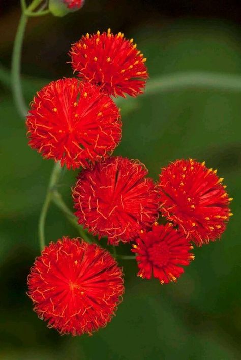 Tassel Flower, Blossom Garden, Unusual Plants, Unusual Flowers, Exotic Plants, All Flowers, Exotic Flowers, Flower Beauty, Beautiful Blooms