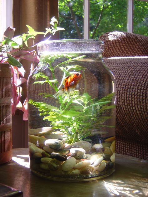 Abercrombie Fish. Target sells the XL mason jar... Now I know what to do with it! Ikan Laga, Tanaman Air, Hobbies Crafts, Koti Diy, Taman Air, Indoor Water Garden, Aquarium Terrarium, نباتات منزلية, Terraria