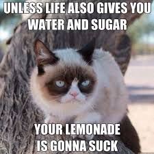 Cat Memes Hilarious, Grumpy Cat Memes, Grumpy Cat Meme, Grumpy Cat Quotes, Humor Twitter, Cat Humor, Photos Funny, Meme Comics, Grumpy Cat Humor