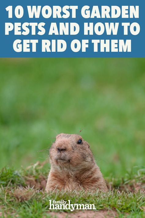 10 Worst Garden Pests and How to Get Rid of Them Rodent Repellent Plants, Baking Soda Cleaning Hacks, Get Rid Of Groundhogs, Getting Rid Of Gophers, Getting Rid Of Raccoons, Get Rid Of Squirrels, Ground Hogs, Mouse Poison, Female Urinal