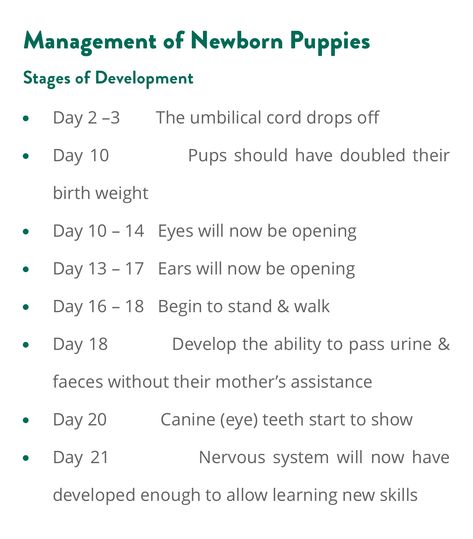 Preparing For A Litter Of Puppies, Getting Ready For Puppy Birth, Whelping Supplies List, Caring For Newborn Puppies, Puppy Breeding Setup, Puppy Development Stages, Puppy Birthing Area, Breeder Puppy Pack Ideas, Breeding Dogs Tips