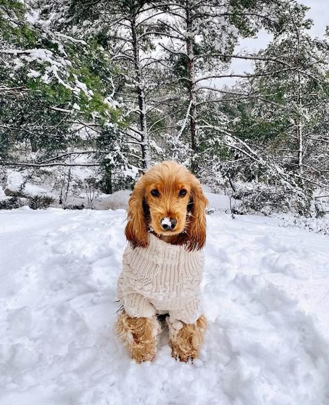 Dogs 
Perros 
Doglovers 
Winter dogs 
Fotos perrunas 
El mejor amigo del hombre 
Best friend ever 
Paws 🐾 
Tablero canino 
I love dogs
Woof Cocaspanial Dog, Cocker Spaniel Christmas, English Cocker Spaniel Puppies, Frosty Paws, Dog Snow, Snow Dog, Puppy Portraits, Cute Dogs Images, Winter Puppy