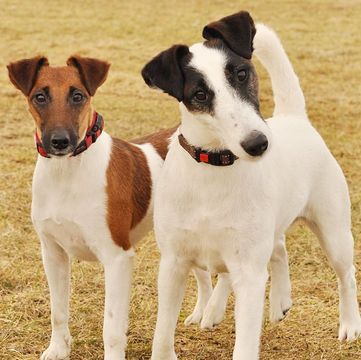 Smooth Fox Terriers adopt-a-pet. 💋 Fox Terrier Smooth, Fox Terrier Puppy, Terrier Rescue, Nature Friends, Smooth Fox Terriers, Akc Breeds, Dog Anatomy, Animal Reference, Terrier Breeds