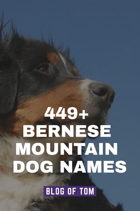 Celebrate the heritage and unique qualities of Bernese Mountain Dogs with these names that reflect their Swiss origins and remarkable traits. These affectionate and majestic canines have won over countless hearts with their kind and amiable temperament. Pay homage to these incredible companions by choosing a name that truly captures their essence. Good Boy Names, Bernese Mountain Dog Names, Great Swiss Mountain Dog, Badass Names, Boy Dog Names, Swiss Mountain Dogs, Funny Names, Cute Names, Boy Dog