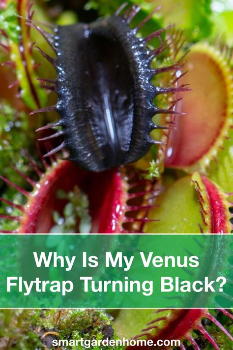 Venus Fly Trap Care Tips, Venus Fly Trap Care Indoors, Venus Flytrap Care, Flytrap Plant, Carnivore Plants, Venus Fly Trap Terrarium, Venus Flytrap Plant, Venus Fly Trap Care, Carnivorous Plants Terrarium