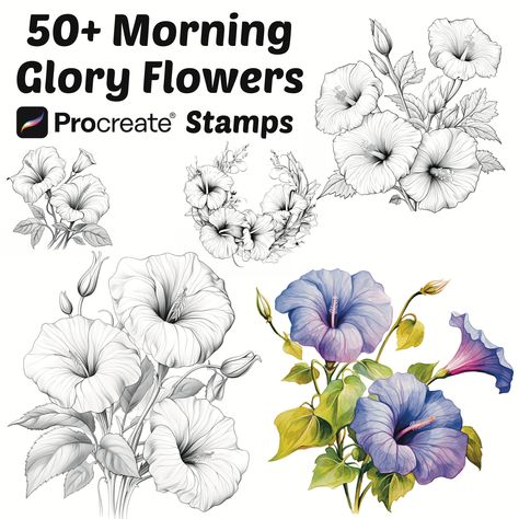 "Elevate your digital artistry with our enchanting Morning Glory Flower Procreate Stamps and Brushes, available for instant digital download. Whether you're a seasoned illustrator or just starting your creative journey, these charming tools will add a delightful touch to your Procreate projects. 🌸 What's Included: A collection of adorable Morning Glory Flower Procreate Stamps: These whimsical stamps feature a variety of Morning Glory Flower, each with its own unique character and charm. Floral Procreate Brushes: We've carefully crafted a set of brushes that complement the stamps perfectly. These brushes are designed to help you add depth, shading, and details to your floral illustrations, giving your artwork a professional finish. 🌼 Why Choose Our Procreate Stamps and Brushes: High-Quali Morning Glories Drawing, Morning Glory Tattoo Black And White, Morning Glory Line Drawing, Morning Glory Outline, Morning Glory Flowers Drawing, Morning Glory Tattoo Design, Morning Glory Drawing, Floral Procreate, Procreate Projects