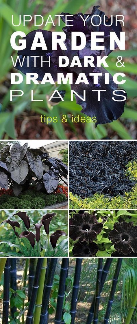 Check out how you can really update your garden and make your yard pop with these black, dark and dramatic plants and flowers! #darkplants #dramaticplanting #blackflowers #gardeningtips #gardentips #dramaticplants #gardening #DIYgardenprojects Goth Garden, Gothic Garden, Witch Garden, Black Garden, Pallet Garden, Moon Garden, Landscape Designs, Diy Garden Projects, Plants And Flowers