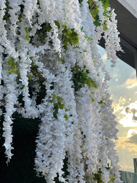 Wisterias Porcelain Corset, Kanye House, Wisteria Plant, Goth Garden, White Wisteria, Indoor Greenhouse, Plant Fungus, Moon Garden, Pollinator Garden