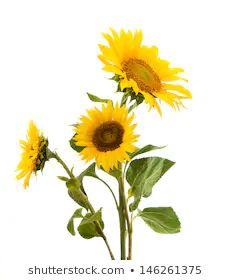 Sunflower White Background Stock Photos, Images & Photography | Shutterstock Sunflower App Icon, Sunflower Widget, Sunflower White Background, Sunflower Icon, Focal Flowers, Sunflower Accessories, 13 Tattoo, Botanical Inspiration, Sunflower Artwork