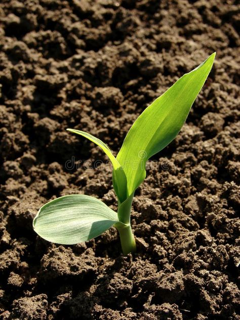 Wheat Field Photos, Corn Party, Harvest Pictures, Barley Field, Agriculture Photography, Seeds Planting, John Deere Tractors Farms, Crop Pictures, Corn Plant