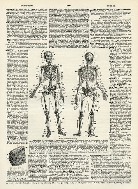 human bones diagram, skeleton clip art, black and white clipart, vintage dictionary page, halloween printable Vintage Medical Art, Kunstjournal Inspiration, Medical Posters, Creepy Vintage, Clip Art Free, Dictionary Page, Vintage Medical, Vintage Dictionary, Medical Art