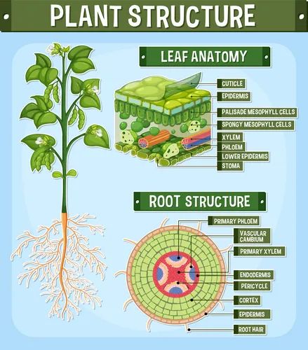 Internal structure of leaf diagram Royalty Free Vector Image Leaf Diagram, Body Anatomy Organs, Plant Diagram, Photosynthesis Activities, Biology Topics, Plant Anatomy, Biology Plants, Diagram Illustration, Leaf Structure