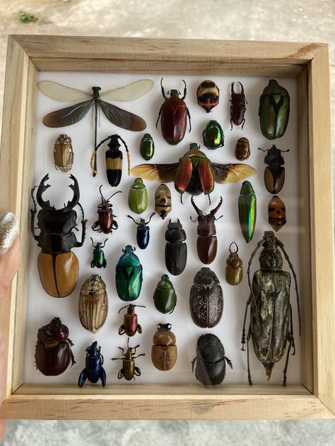 Entomology Decor, Bug Taxidermy, Oddities Decor, Taxidermy Decor, Insect Taxidermy, Wet Specimen, Bug Collection, Beetle Insect, Insect Collection