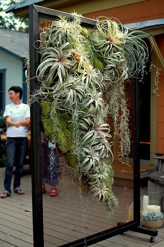 look how big these air plants are!  @Evelyn Siqueira Siqueira Siqueira Siqueira Duffy Indoor Palm Plants Living Rooms, Tillandsia Display, Air Fern, Air Plants Decor, Plants Hanging, Jardim Diy, Plant Hanging, Air Plant Display, Tillandsia Air Plant