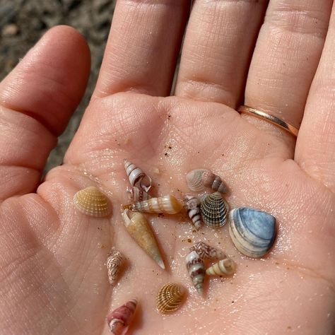 bobby small on Instagram: “tiny shells 💔” Deniz Core, Shells Aesthetics, Shells Pictures, Shells On Beach, Rare Shells, June Aesthetic, Shell Photo, Tiny Shells, Beach Shells