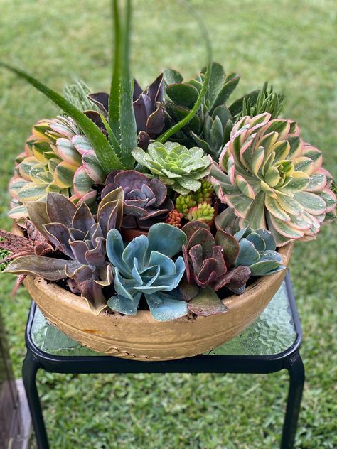 Succulent plants Cactus Arrangement, Succulent Ideas, Tropical Garden Design, Potted Succulents, Succulent Garden Design, Plant Projects, Tiny Plants, Succulents In Containers, Vivarium