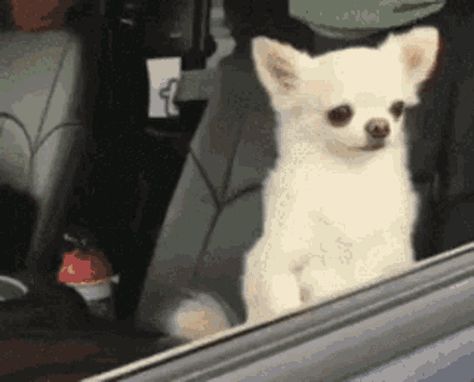 Wake Up Arise GIF - Tenor GIF Keyboard - Bring Personality To Your Conversations | Say more with Tenor Good Day Gif, Corazones Gif, Tenor Gif, Dog Animation, Sick Dog, Funny Dog Memes, Good Morning Gif, Morning Humor, Memes Humor