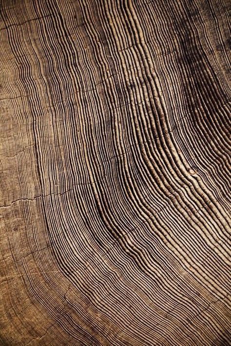 Art Rings, Earth Texture, Large Abstract Canvas, Photo Macro, Estilo Tropical, Redwood Tree, Mood Images, Natural Patterns, Texture Inspiration