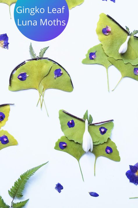 Moth Craft, Luna Moths, Pressing Flowers, Eco Art, Moth Wings, Flower Press, Gingko Leaves, Sensory Boxes, Luna Moth