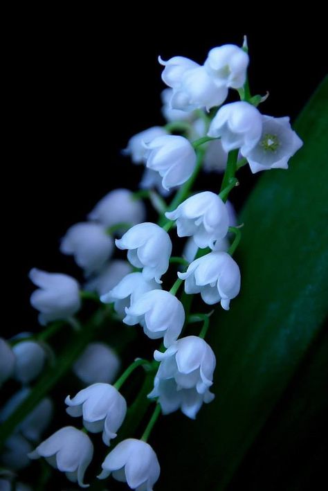 Love these Bell Lillies, Pretty Flowers Pictures, Lily Of The Valley Flowers, Valley Flowers, Nothing But Flowers, Flower Therapy, Beautiful Bouquet Of Flowers, Pretty Plants, Beautiful Flowers Pictures