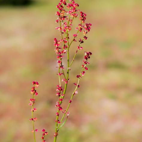 Sheep Sorrel by Gordon England - Purchase prints & digital downloads - Red sorrel (Rumex acetosella) plant with tiny red flowers, Caesar's Camp, Aldershot, Hampshire. UK, May 2020 #photography #plant #flower #wildflower #flora Rumex Flower, Red Sorrel, Sheep Sorrel, Capricorn Things, Red Wildflowers, 2020 Photography, Tattoo Leg, Wildflower Tattoo, Hampshire Uk