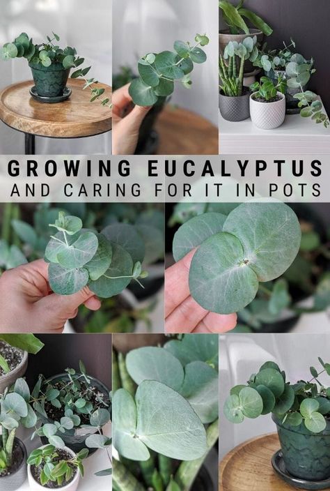 Eucalyptus Plant Care, Growing Eucalyptus, Indoors Garden, Eucalyptus Plant, Household Plants, Inside Plants, Decoration Plante, Diy Gardening, Landscaping Design