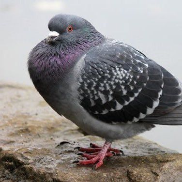 Fat Pigeon I found on Google :) https://twitter.com/iamfatpigeon Fat Pigeon, Feral Pigeon, Pigeon Post, Cute Pigeon, Pigeon Pictures, Wood Pigeon, Turtle Dove, Baby Bird, Cute Little Drawings