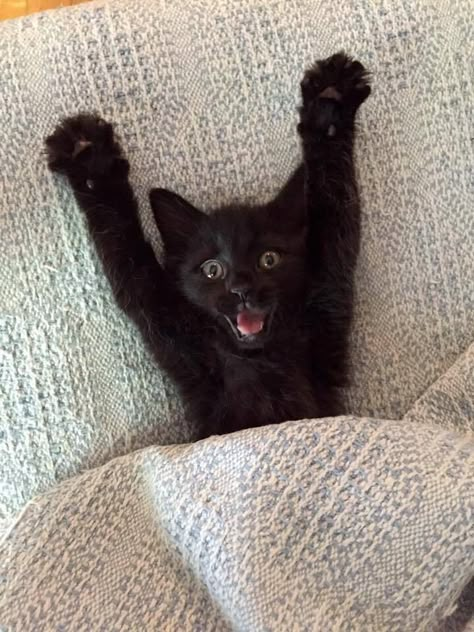 Cute Black Cat Aesthetic, Söt Katt, Silly Cats Pictures, Black Kitten, Cute Black Cats, Pretty Animals, Silly Animals, Cat Aesthetic, Cute Cats And Kittens