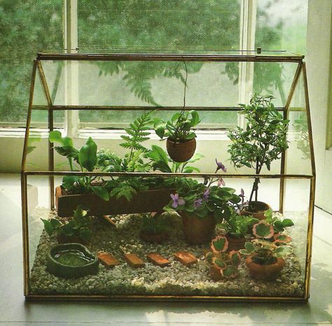 Scribbit | A Blog About Motherhood in Alaska: Tiny Terrariums, Mini Gardens and Victorian Wardian Cases Wardian Case, Pet Snails, Mini Gardens, Small Greenhouse, Decoration Plante, Mini Greenhouse, Indoor Gardens, Garden Terrarium, Mini Succulents