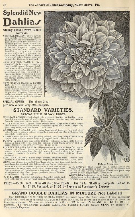 Kertas Vintage, Tapeta Harry Potter, Different Types Of Flowers, Flowers Gardening, Gardening Plants, Vintage Newspaper, Victorian Flowers, Picture Collage Wall, Into Art