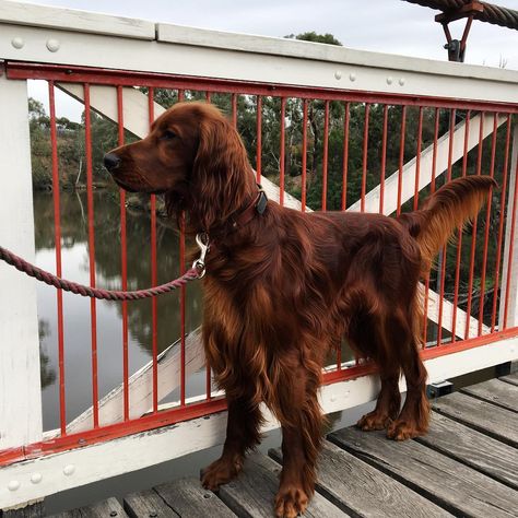 Rorytheirishsetter on Instagram: “A big red bridge for a big red dog #studleypark #irishsetter #irishsetters #irishredsetter #irishsetterlove #irishsetterpuppy #irsksetter…” Irish Setter Puppy, Irish Red Setter, Red Setter, Irish Setter Dogs, Dog Artwork, Puppies And Kitties, Pretty Dogs, English Setter, Irish Setter