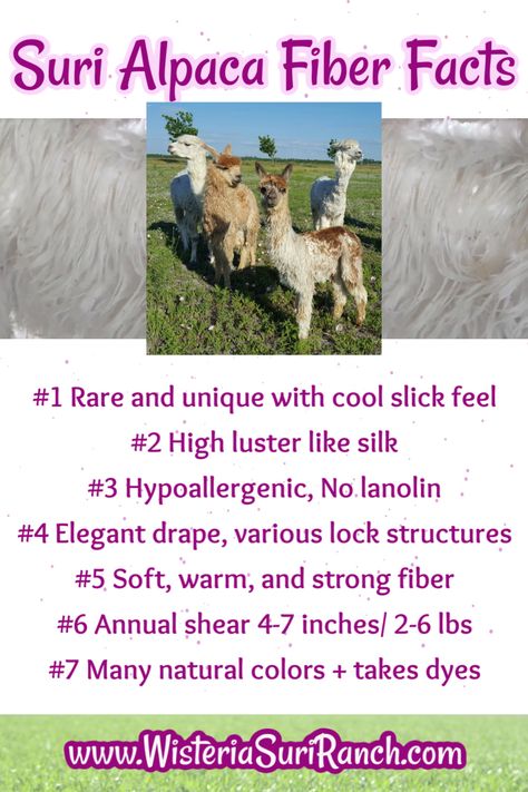 Apocalypse Skills, Alpaca Farming, Alpaca Facts, Alpaca Pictures, Fiber Animals, Farming Tips, Farm Dream, Homestead Animals, Starting A Farm